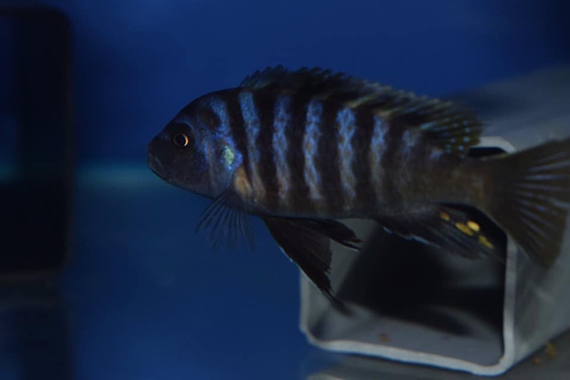 Cynotilapia afra 'Border'